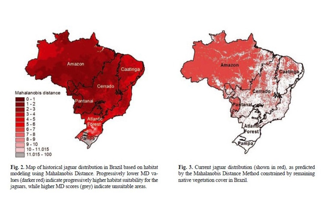 Distribuição Atual e Situação de Conservação da Onça-Pintada no Brasil